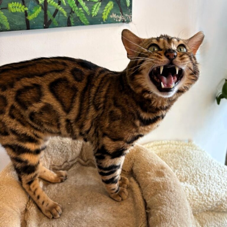bongo-7