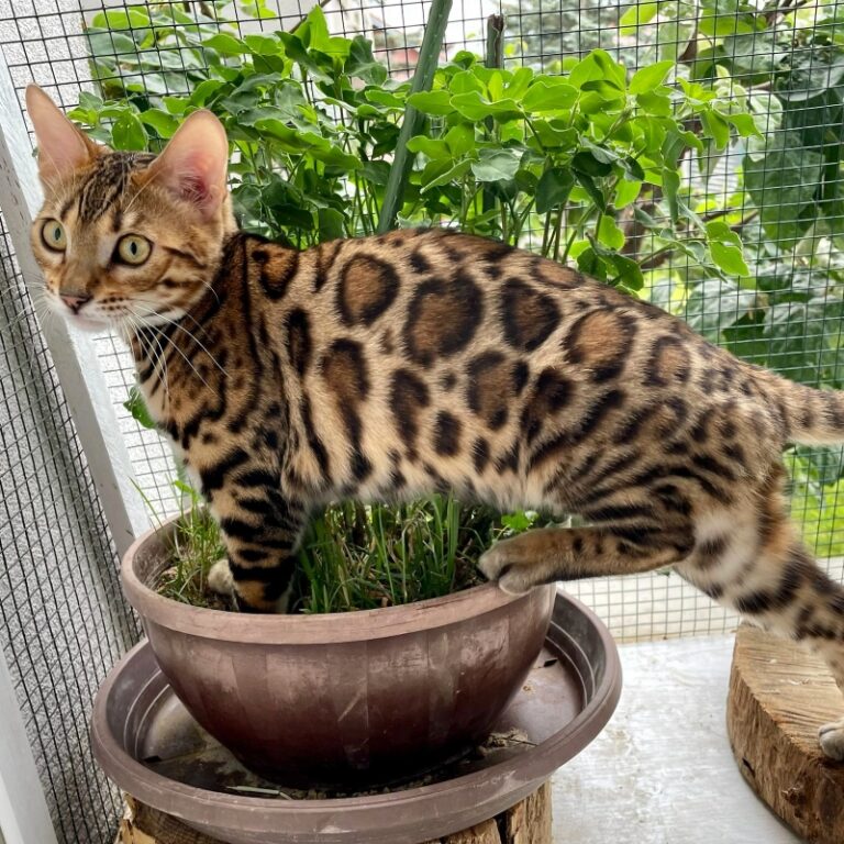 ozzy-4