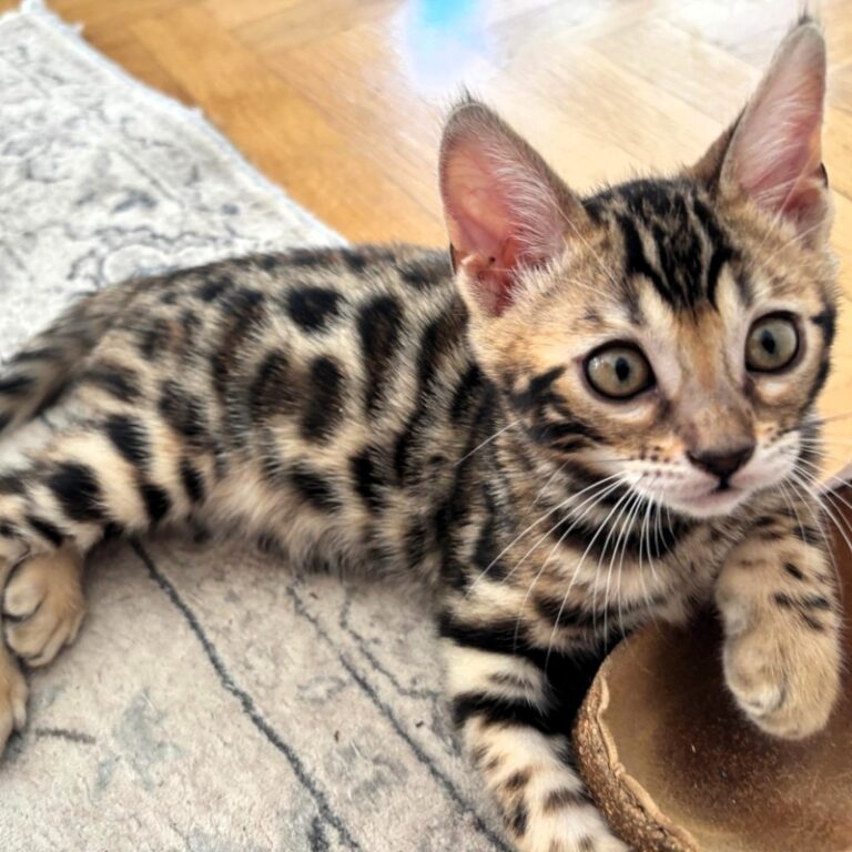 Jessie-1